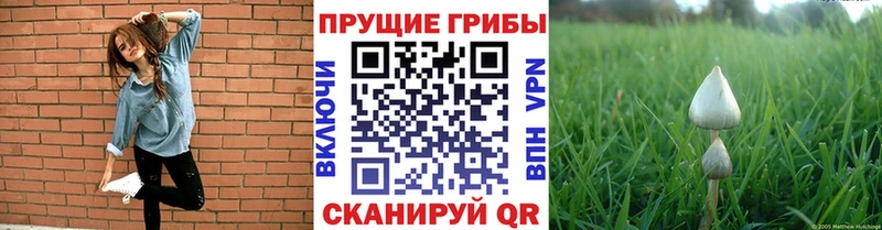 купить   Козьмодемьянск  Галлюциногенные грибы Magic Shrooms 